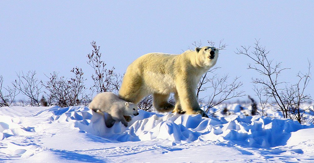 Polar bears13.JPG